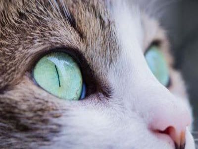 Internationaler Katzentag – brauchen wir so etwas wirklich?