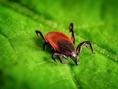 Mit dem Frühling kommen die Zecken