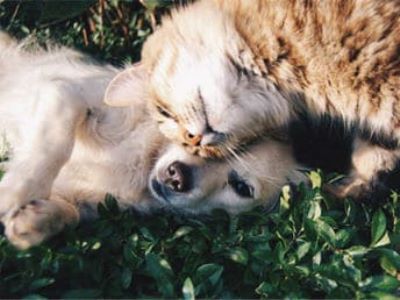 Wie "Hund und Katz"! 