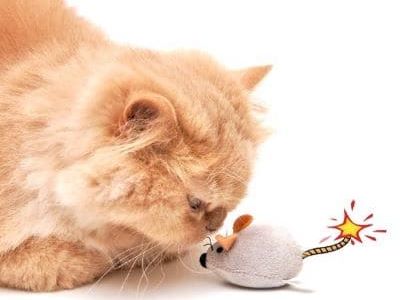 Gefährliches Katzenspielzeug