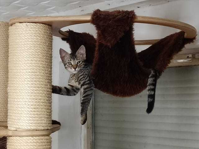 Preview: Knubbel Große Hängematte (1-Stamm)