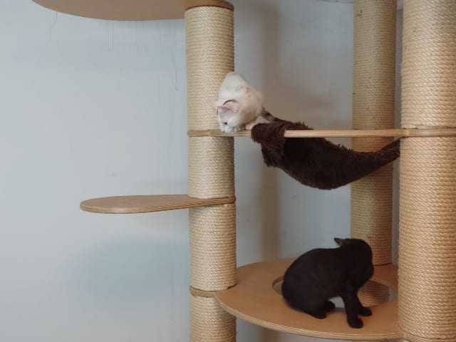 Preview: Knubbel Catwalk rund