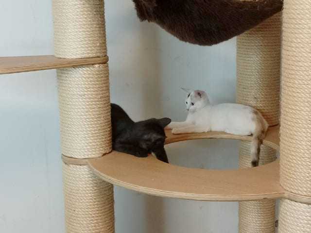 Preview: Knubbel Catwalk rund