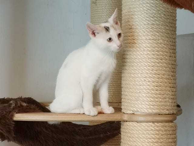 Knubbel Große Hängematte