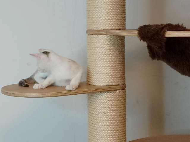 Preview: Knubbel Treppenstufe - Die perfekte Verbindung zwischen den Ebenen