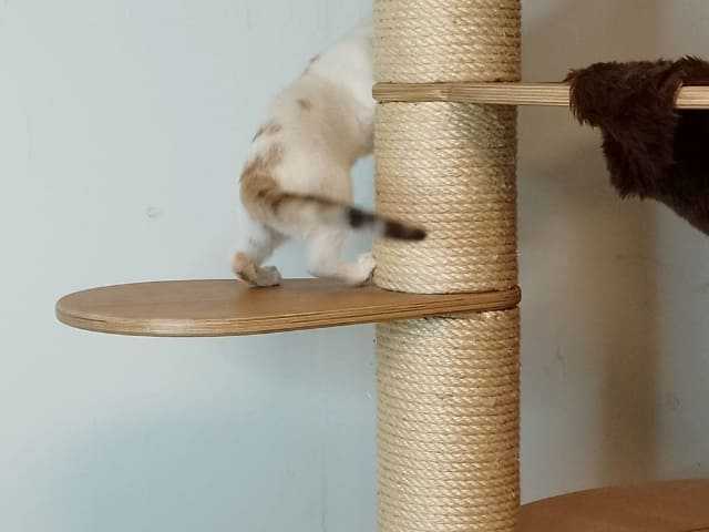 Preview: Knubbel Treppenstufe - Die perfekte Verbindung zwischen den Ebenen