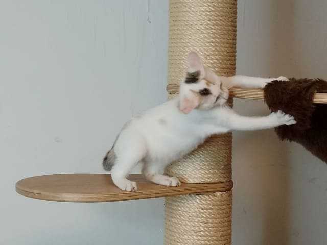 Knubbel Treppenstufe - Die perfekte Verbindung zwischen den Ebenen