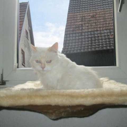 Liegemulde für die Fenstersims