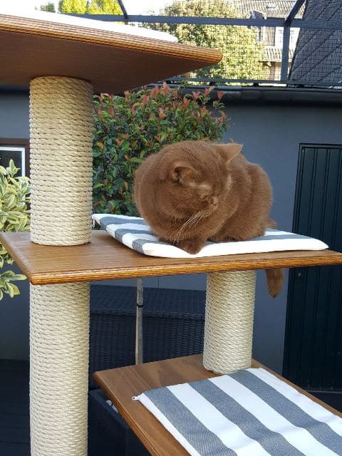 Preview: Outdoor-Kratzbaum Benni & Dina