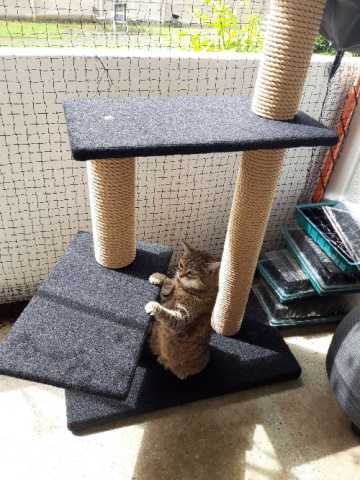 Preview: Outdoor Kratzbaum 