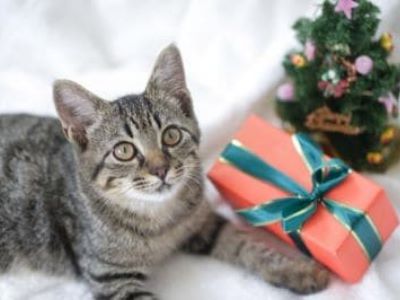 Ein Adventskalender für die Katz' Ein Adventskalender für die Katz'