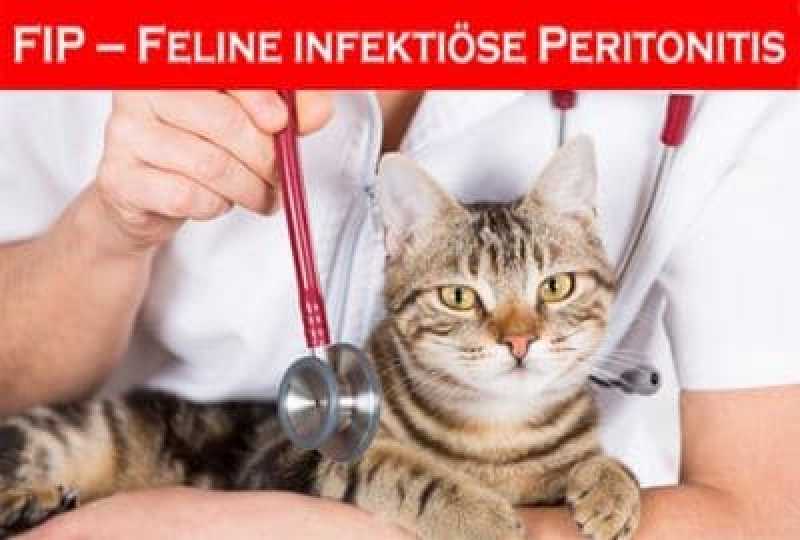 Katzenkrankheiten: FIP Feline infektiöse Peritonitis