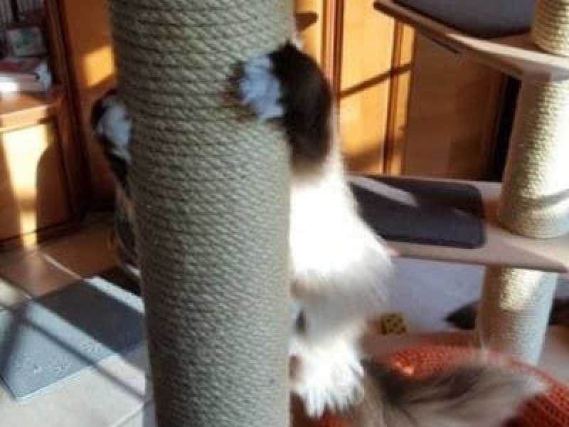 Die närrischen 5 Minuten bei der Katze Die närrischen 5 Minuten bei der Katze
