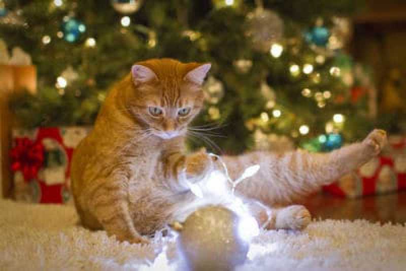 Gefahren für die Katze in der Weihnachtszeit