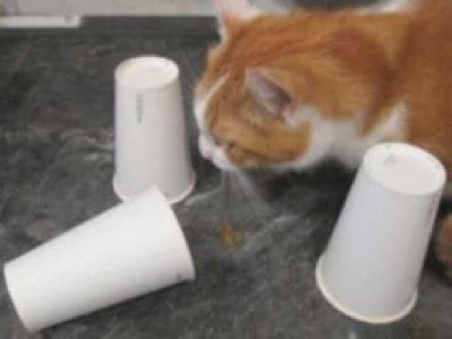 Die große Sammlung der Katzenspiele Teil 2