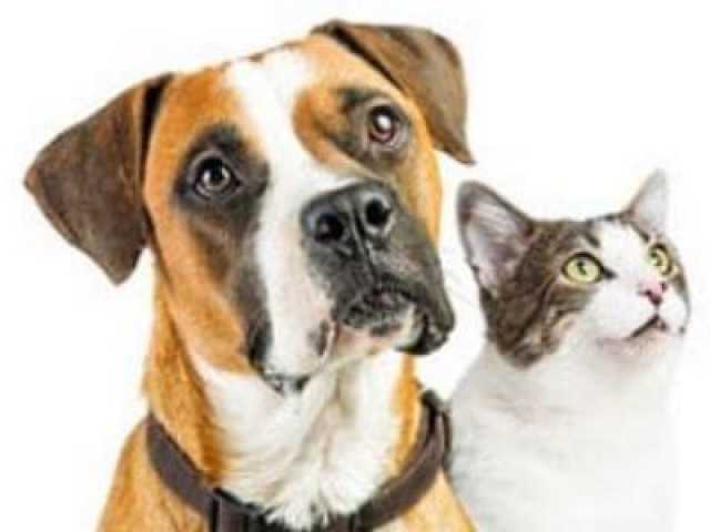 Hund oder Katze? Welches Haustier passt zu mir?