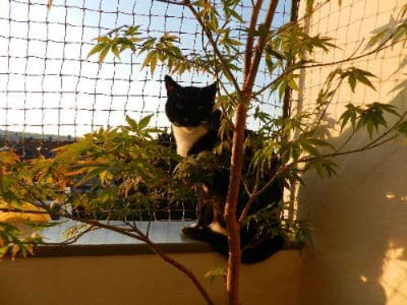 Die Katze auf dem Balkon