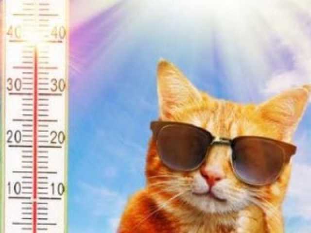 Katze und Hitze: So kommen Samtpfoten gut durch den Sommer