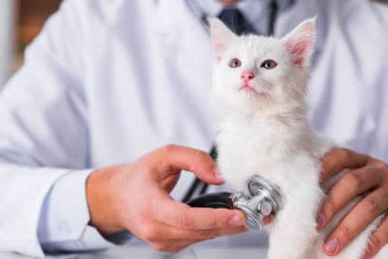 Katze und Tierarzt - Tipps