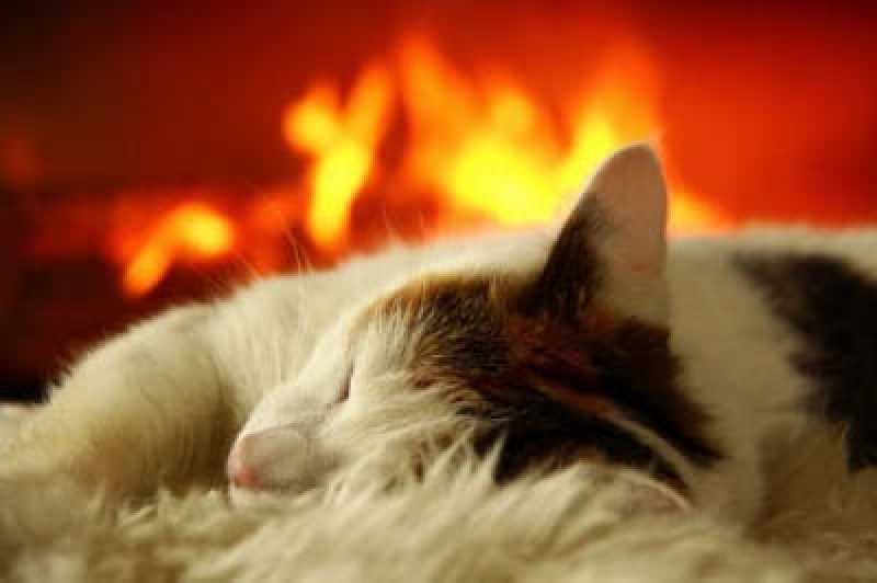 Kuschelig warmer Katzen-Schlafplatz oder Gefahrenquelle?
