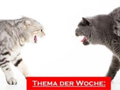 Katzen Zusammenführung Teil 2: Härtefälle