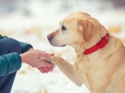 Pfoten Schutz bei Hunden - albern oder sinnvoll? Pfoten Schutz bei Hunden - albern oder sinnvoll?