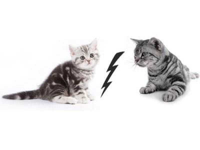 Die neue Katze: Kitten oder Second-Hand-Katze? Die neue Katze: Kitten oder Second-Hand-Katze?