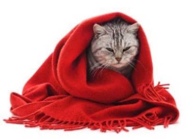Wenn die Katze krank ist...