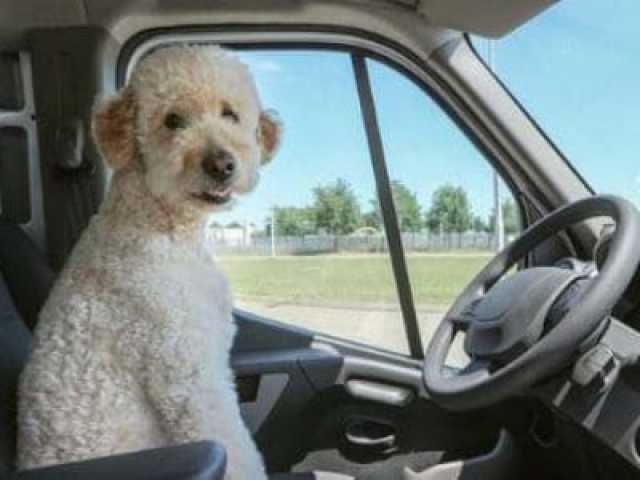 Vierbeiner und Urlaub