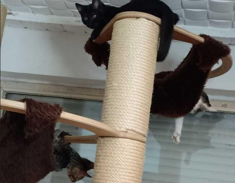 Knubbel Große Hängematte (1-Stamm)