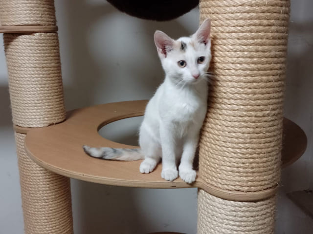 Knubbel Catwalk rund