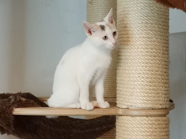 Knubbel Große Hängematte