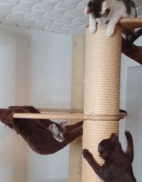 Knubbel Große Hängematte