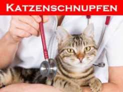 Der Katzenschnupfen Komplex