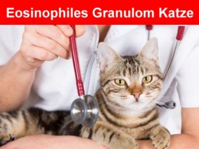 Eosinophiler Granulomkomplex bei der Katze