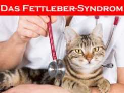 Das Fettlebersyndrom der Katze