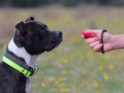 Clicker-Training bei erwachsenen Hunden