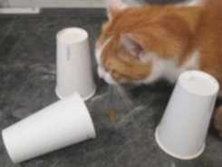 Die große Sammlung der Katzenspiele Teil 2