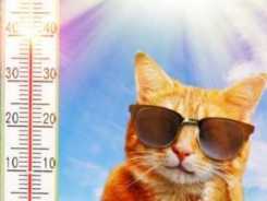 Katze und Hitze: So kommen Samtpfoten gut durch den Sommer