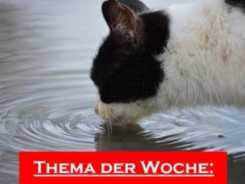So trinkt Ihre Katze mehr!