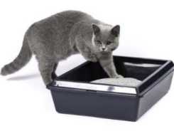 Das perfekte Katzenklo macht nicht nur die Katze froh