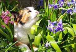 19 Pflanzen, die nicht giftig für Katzen sind