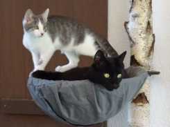 Kratzbaum nach Katzen-Typen