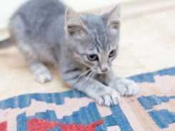 Wenn die Katze überall kratzt