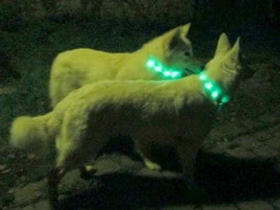 Hundeausrüstung - ein Überblick