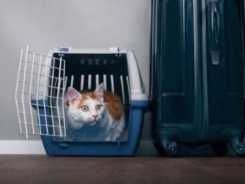 Ein Umzug mit Katze!