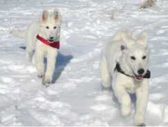 Warum Schnee für Hunde gefährlich werden kann