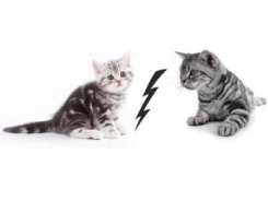 Die neue Katze: Kitten oder Second-Hand-Katze?
