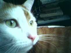 Whisker Stress